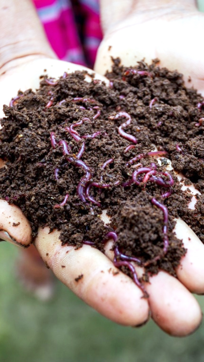 Agro Supportive Vermiculture