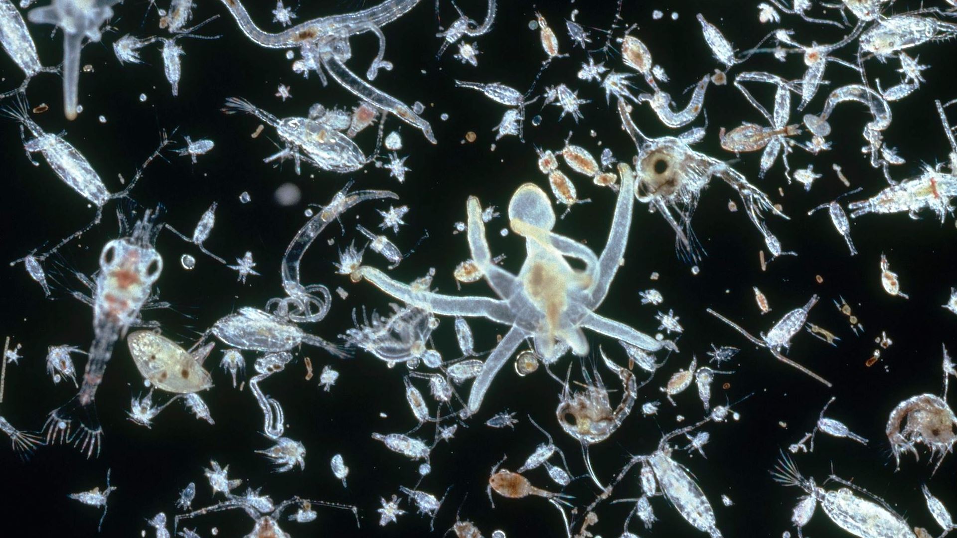 Planktons Management