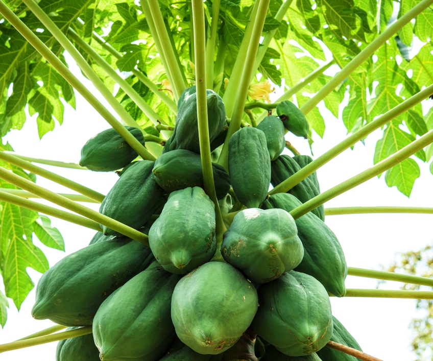 Papaya Plant Probiotics