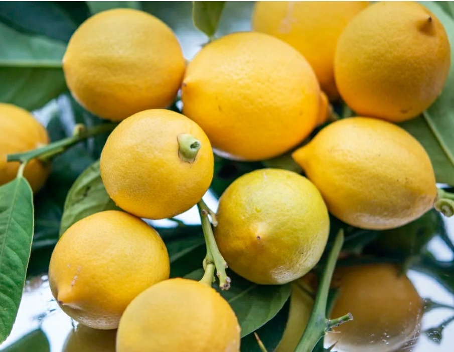 Lemon Plant Probiotics
