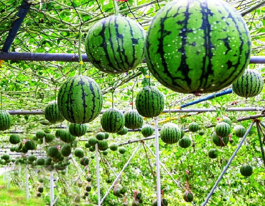 Watermelon Plant Probiotics