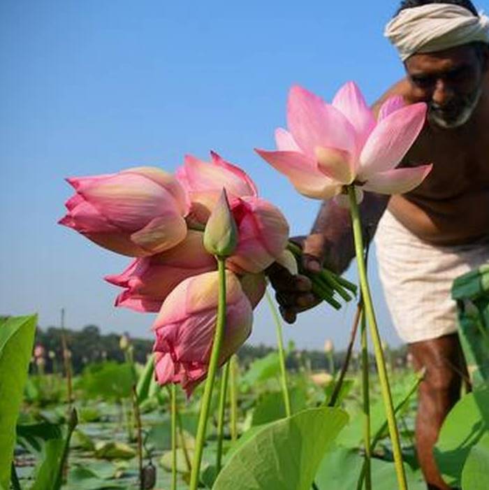 Lotus Plant Probiotics