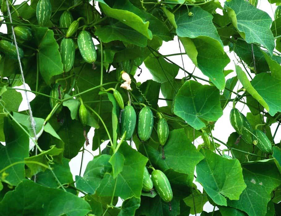 Ivy Gourd Plant Probiotics