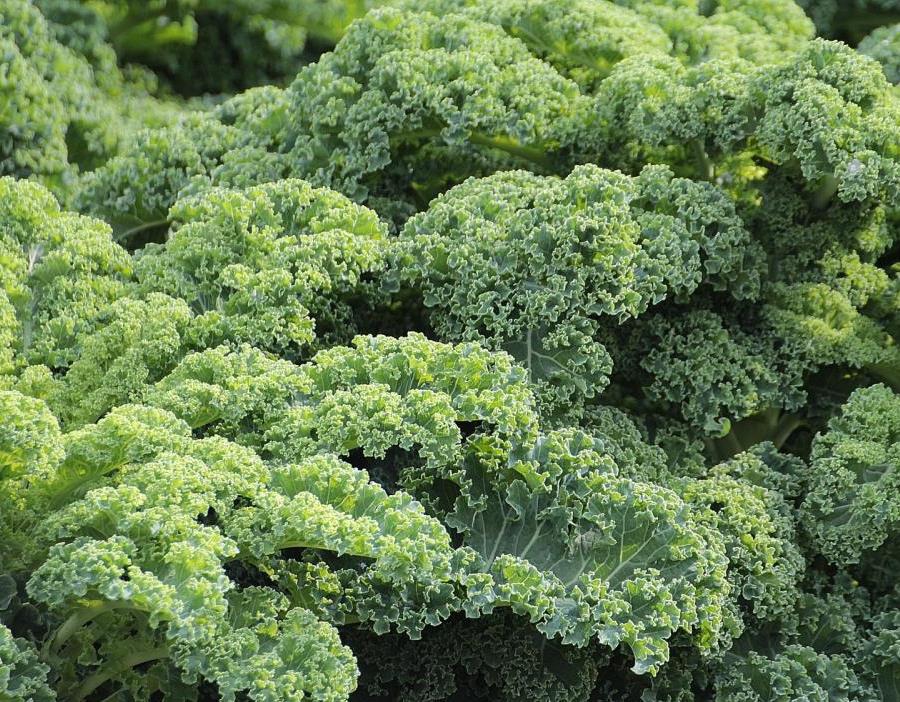 Kale Plant Probiotics
