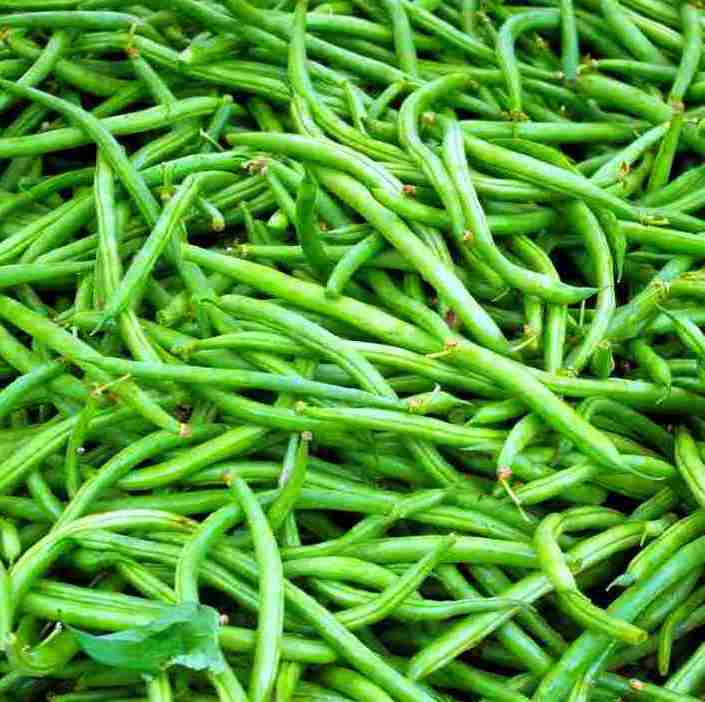 French Bean Plant Probiotics