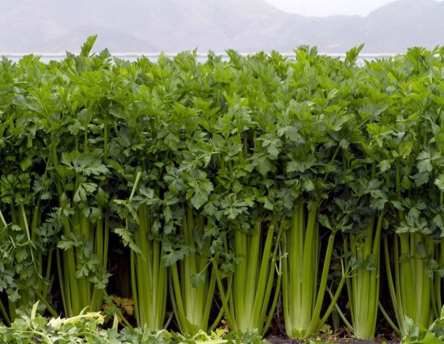 Celery Plant Probiotics