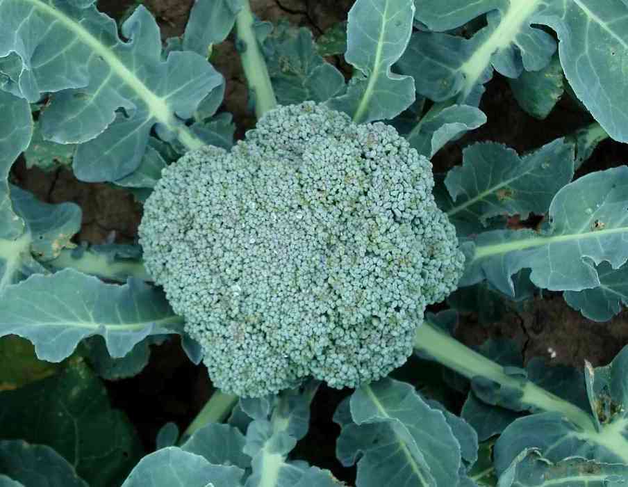 Broccoli Plant Probiotics
