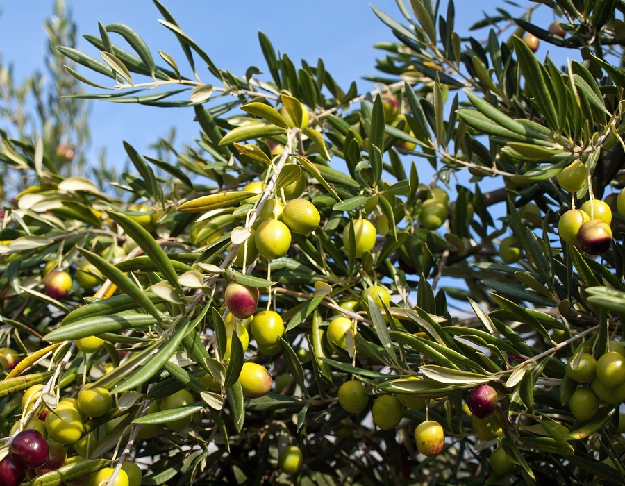 Olive Plant Probiotics