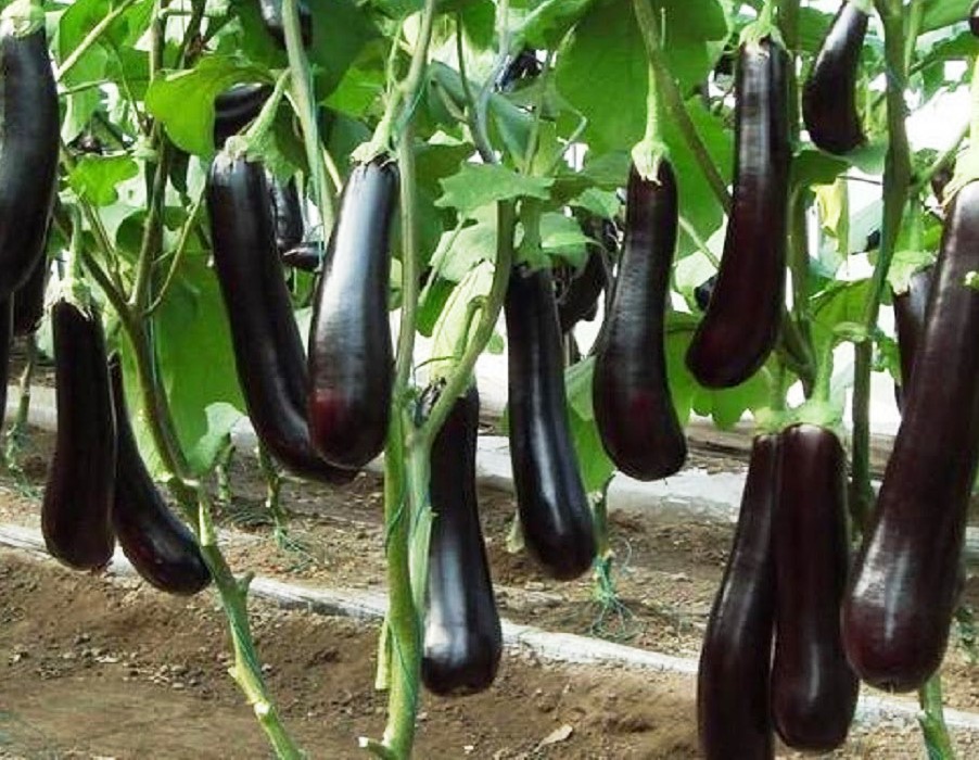 Eggplant Plant Probiotics