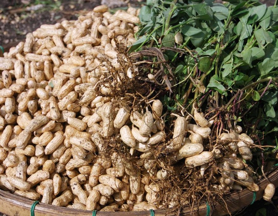 Ground Nut Plant Probiotics