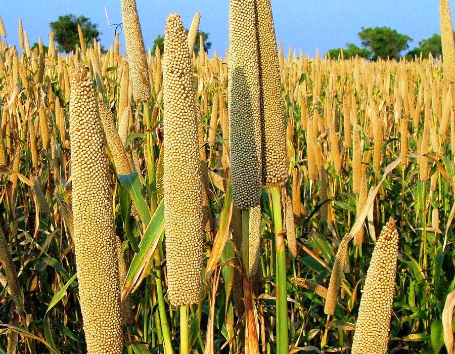 Bajra Pearl Millet Plant Probiotics