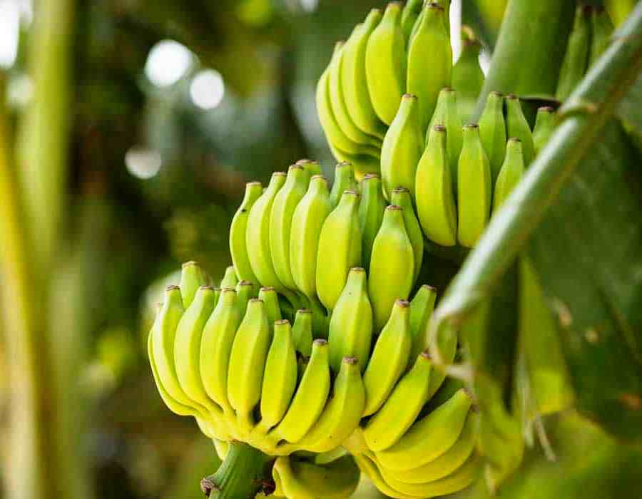 Banana Plant Probiotics