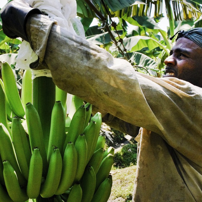 Banana Plant Probiotics