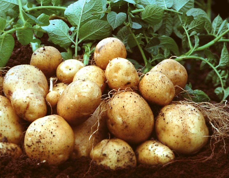 Potato Plant Probiotics