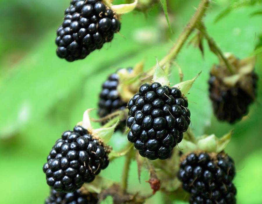 Black Berry Plant Probiotics