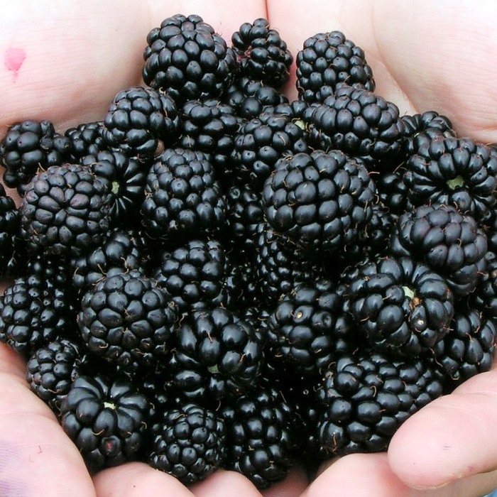 Black Berry Plant Probiotics