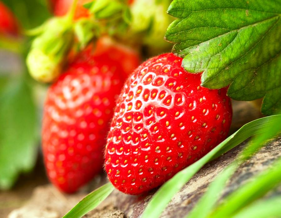 Strawberry Plant Probiotics