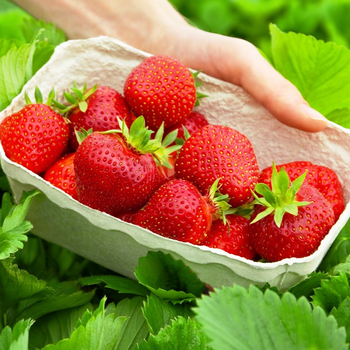 Strawberry Plant Probiotics