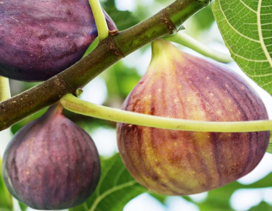 Fig Plant Probiotics