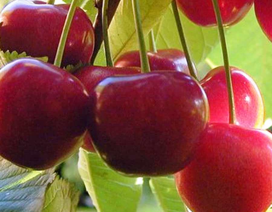 Cherry Plant Probiotics