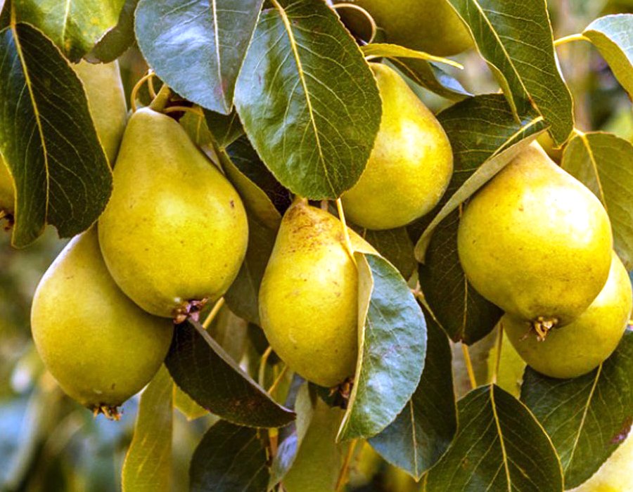 Pear Plant Probiotics