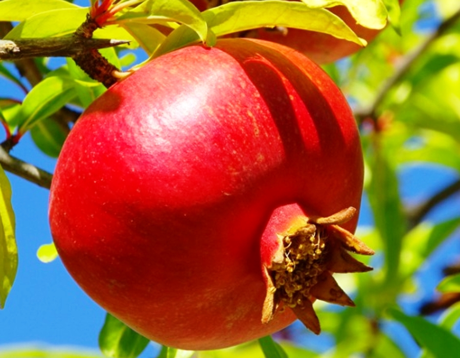 Pomegranate Plant Probiotics
