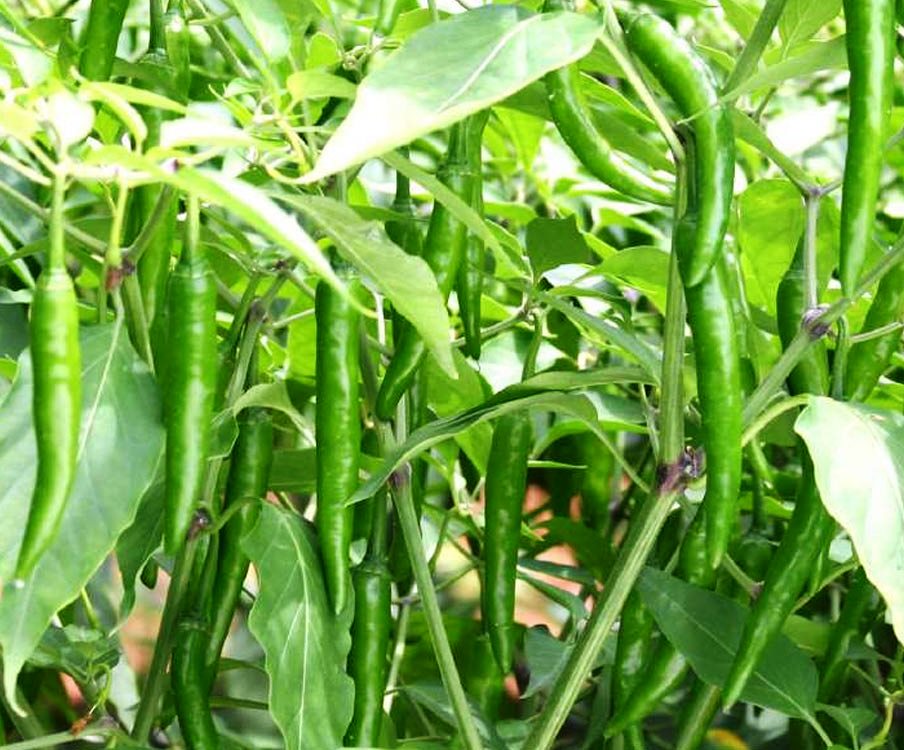 Green Chilli Plant Probiotics