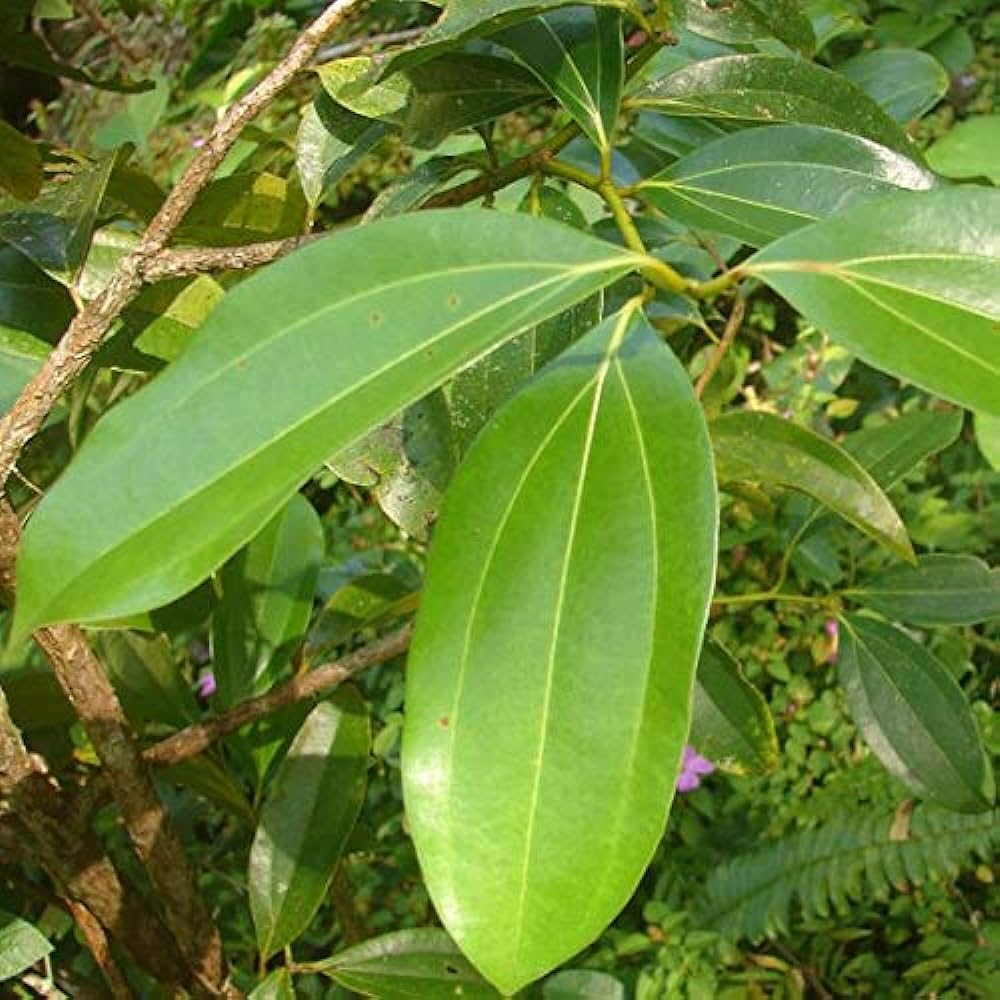 Bay leaf  Plant Probiotics